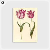 アートポストカード-Tulipa Gesneriana
 - マリア ジビーラ メーリアン Postcard.