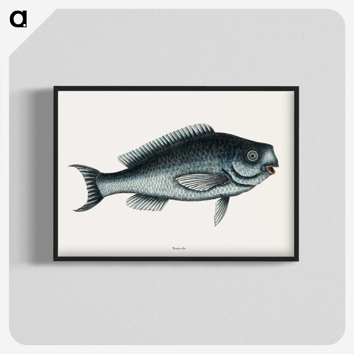 1-59_Mark-Catesby_blk-crop