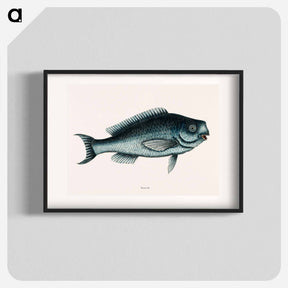 アートポスター-Blue Fish
 - マーク ケイツビー Poster.