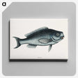 1-59_Mark-Catesby_canvas