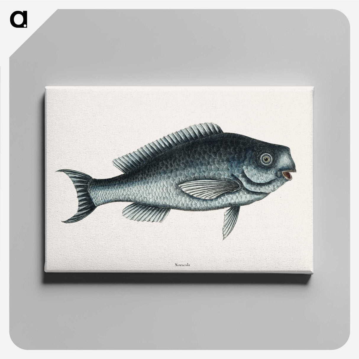 1-59_Mark-Catesby_canvas