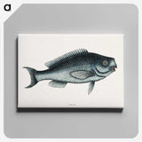 1-59_Mark-Catesby_canvas