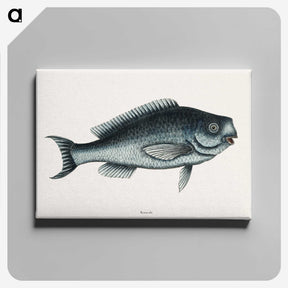 1-59_Mark-Catesby_canvas