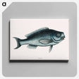 アートパネル-Blue Fish
 - マーク ケイツビー Canvas.