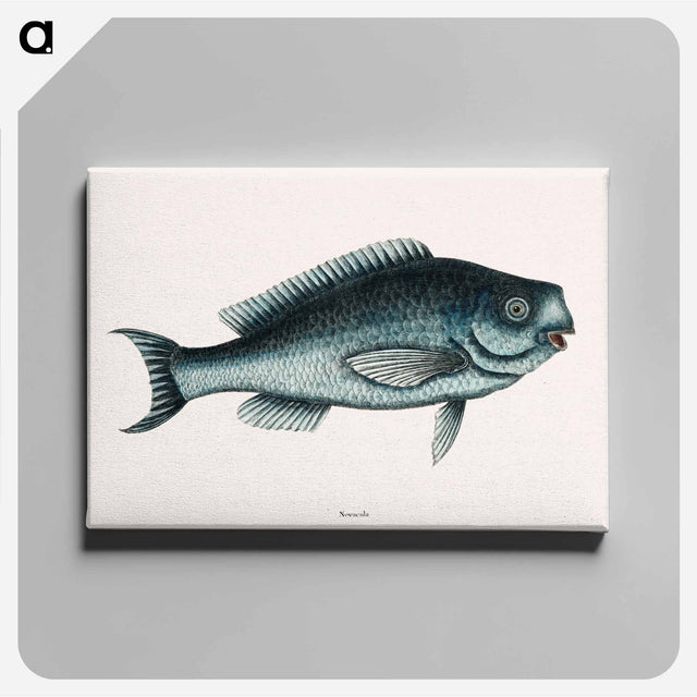 アートパネル-Blue Fish
 - マーク ケイツビー Canvas.