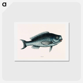 アートポストカード-Blue Fish
 - マーク ケイツビー Postcard.