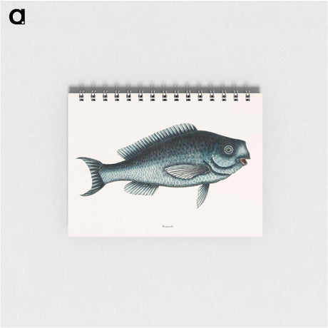 アートメモ帳-Blue Fish
 - マーク ケイツビー Memo.