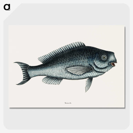 1-59_Mark-Catesby_picture-crop
