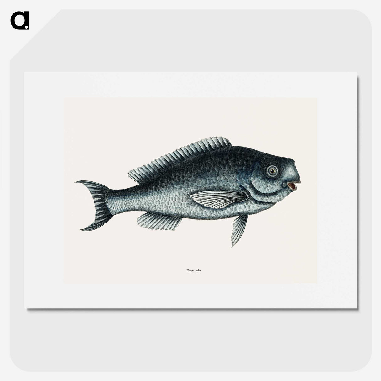 1-59_Mark-Catesby_picture
