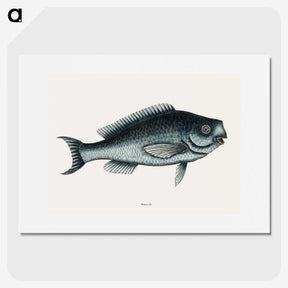 1-59_Mark-Catesby_picture