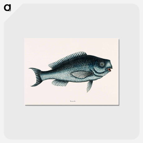 アートポストカード-Blue Fish
 - マーク ケイツビー Postcard.