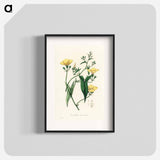 アートポスター-Scammony Illustration
 - 薬用植物学 Poster.
