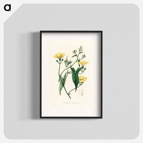 アートポスター-Scammony Illustration
 - 薬用植物学 Poster.