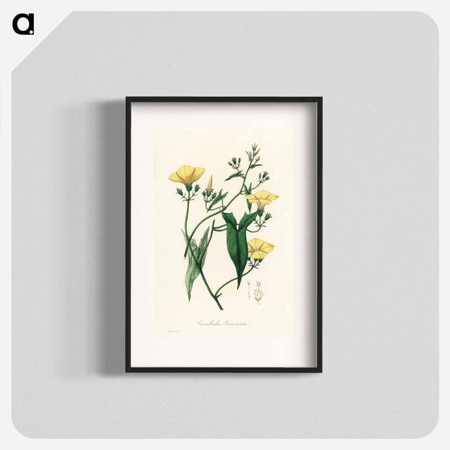 アートポスター-Scammony Illustration
 - 薬用植物学 Poster.