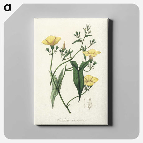 1-59_Medical-Botany_canvas