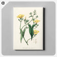 アートパネル-Scammony Illustration
 - 薬用植物学 Canvas.