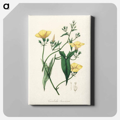 アートパネル-Scammony Illustration
 - 薬用植物学 Canvas.