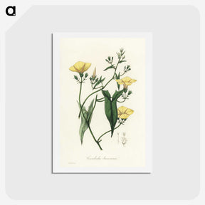 1-59_Medical-Botany_hagaki
