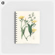 アートメモ帳-Scammony Illustration
 - 薬用植物学 Memo.