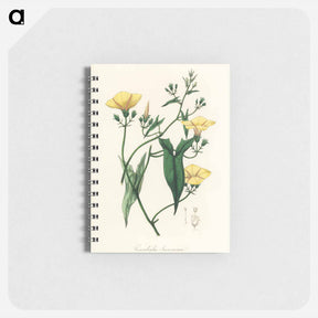 アートメモ帳-Scammony Illustration
 - 薬用植物学 Memo.