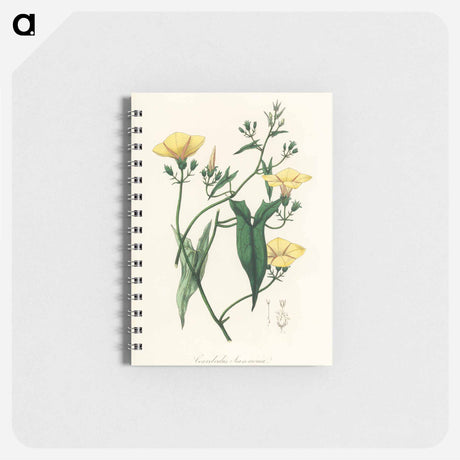 アートメモ帳-Scammony Illustration
 - 薬用植物学 Memo.