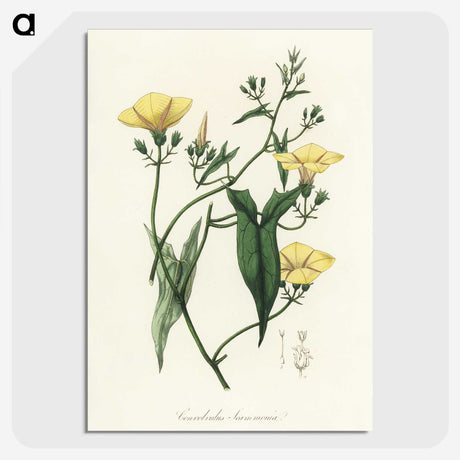 1-59_Medical-Botany_picture-crop