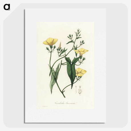 1-59_Medical-Botany_picture