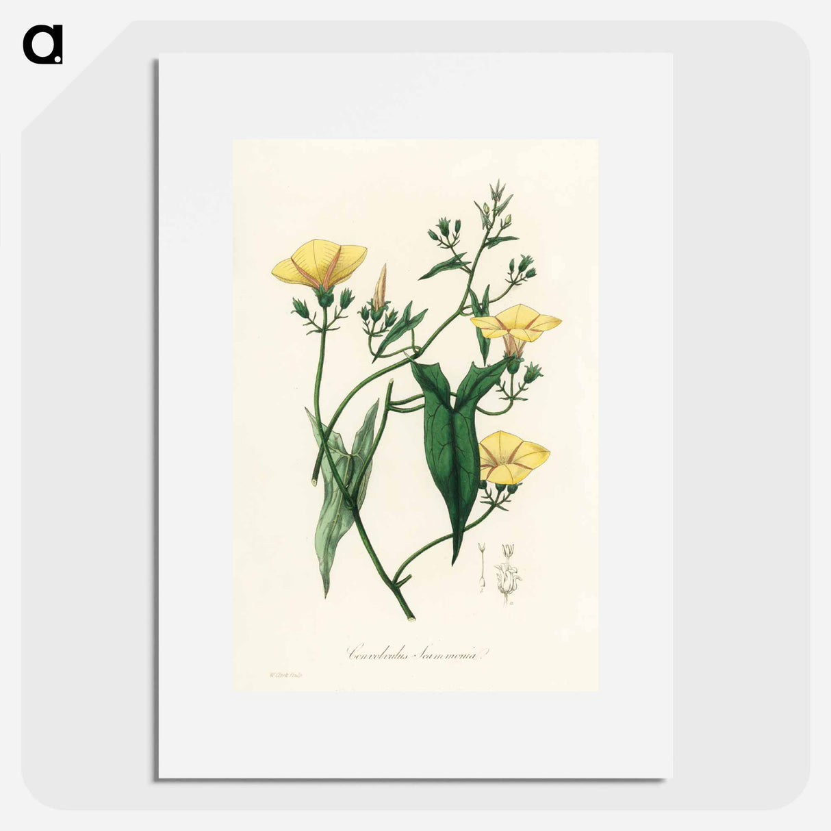 アートポスター-Scammony Illustration
 - 薬用植物学 Poster.