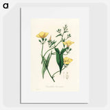 アートポスター-Scammony Illustration
 - 薬用植物学 Poster.