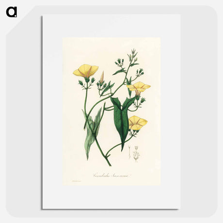 アートポスター-Scammony Illustration
 - 薬用植物学 Poster.