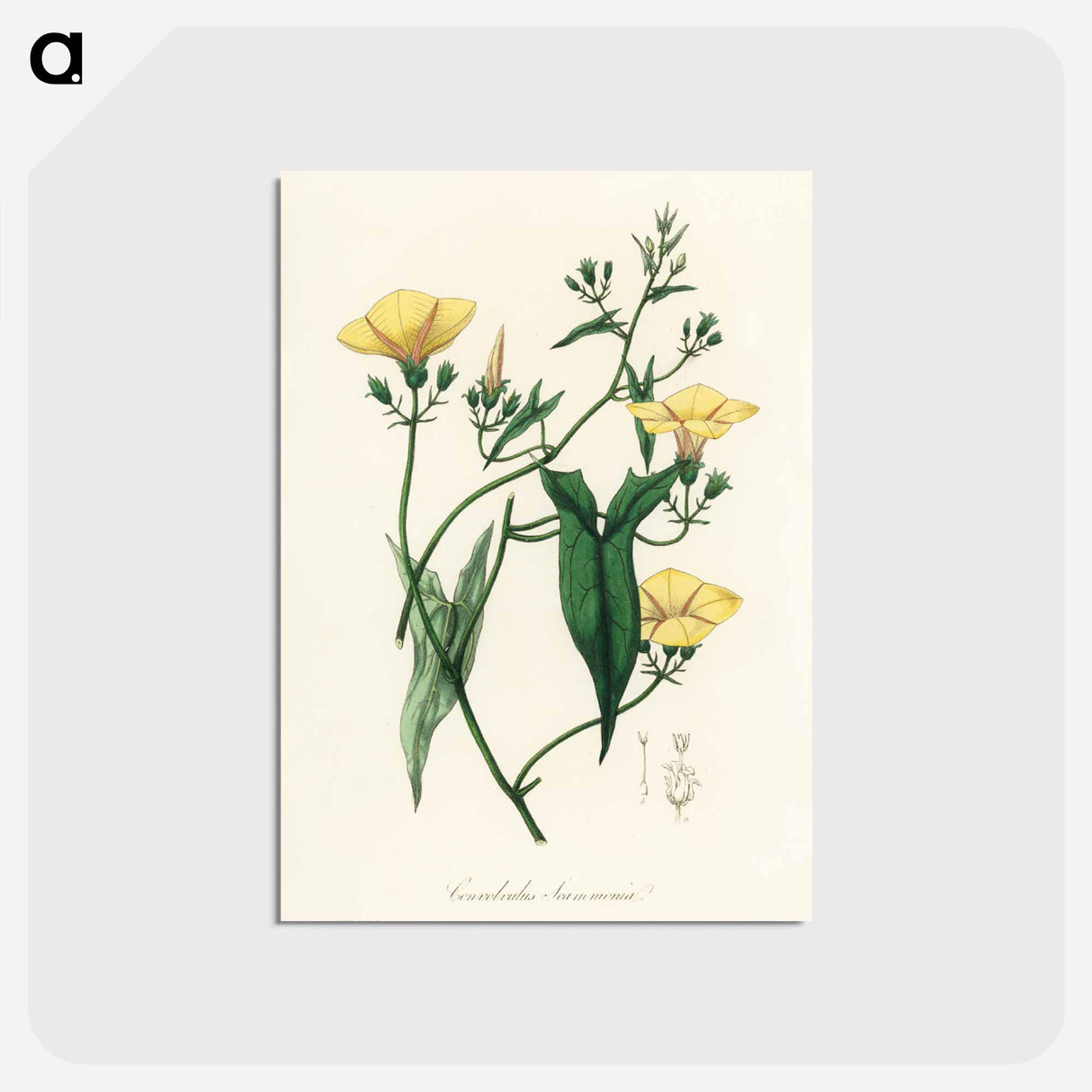 アートポストカード-Scammony Illustration
 - 薬用植物学 Postcard.