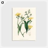 アートポストカード-Scammony Illustration
 - 薬用植物学 Postcard.