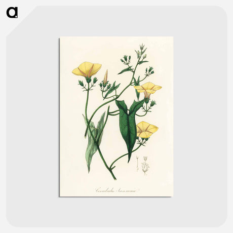 アートポストカード-Scammony Illustration
 - 薬用植物学 Postcard.