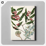 1-59_Native-Flowering-Plants-of-New-Zealand_canvas