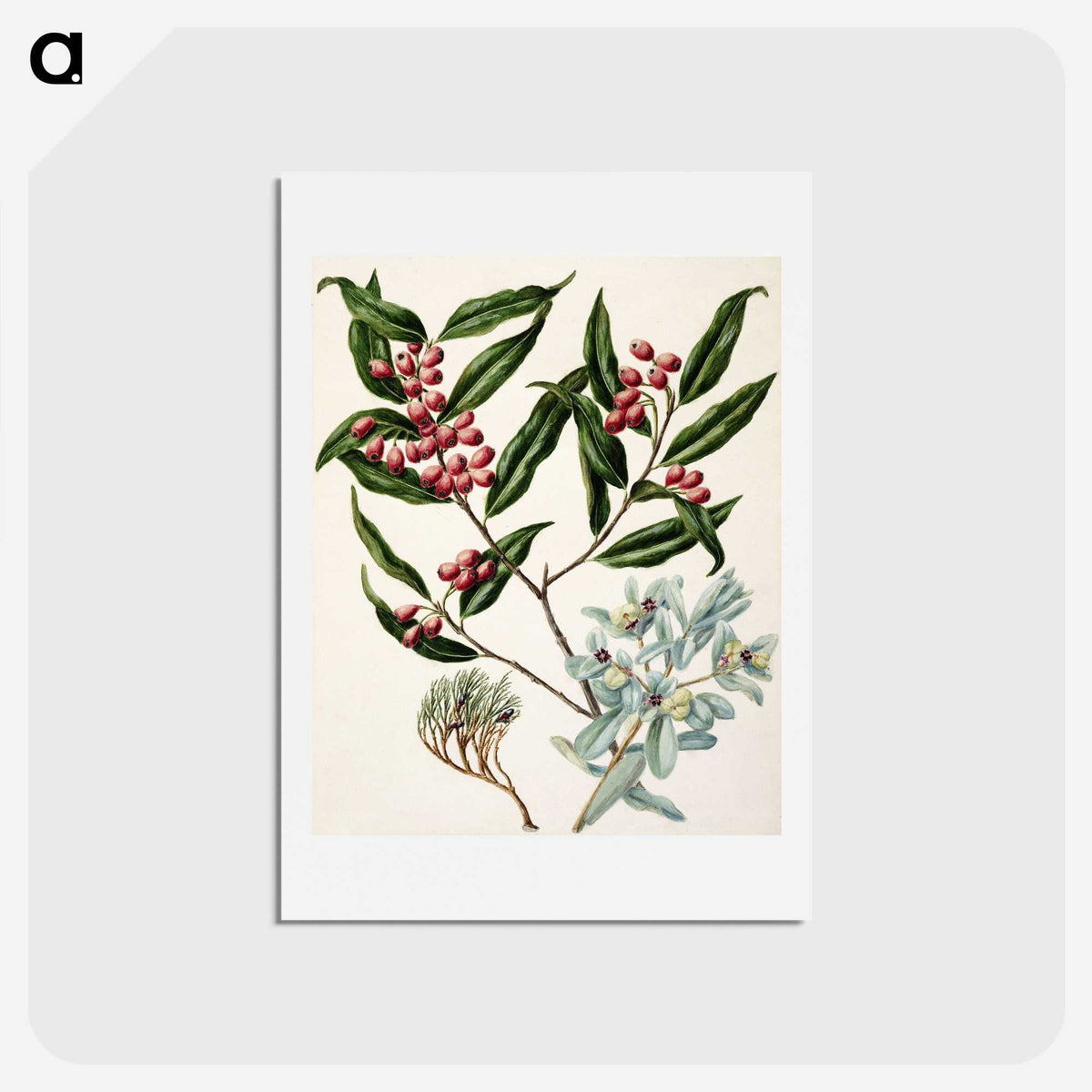 1-59_Native-Flowering-Plants-of-New-Zealand_hagaki