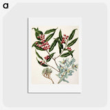 1-59_Native-Flowering-Plants-of-New-Zealand_hagaki