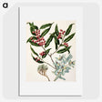 1-59_Native-Flowering-Plants-of-New-Zealand_picture
