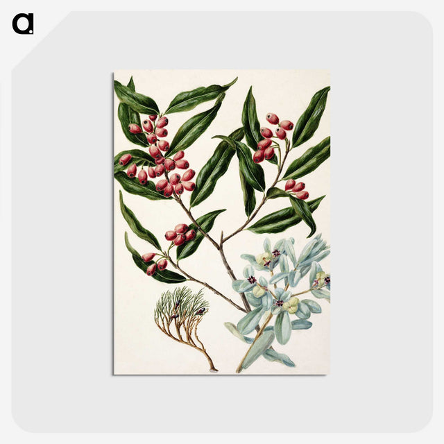 1-59_Native-Flowering-Plants-of-New-Zealand_postcard