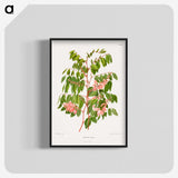 1-59_Nederlandsche-Flora-en-Pomona_blk-crop