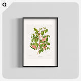 1-59_Nederlandsche-Flora-en-Pomona_blk