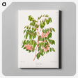 1-59_Nederlandsche-Flora-en-Pomona_canvas
