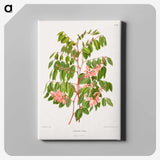 1-59_Nederlandsche-Flora-en-Pomona_canvas