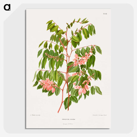 1-59_Nederlandsche-Flora-en-Pomona_picture-crop
