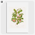 1-59_Nederlandsche-Flora-en-Pomona_picture