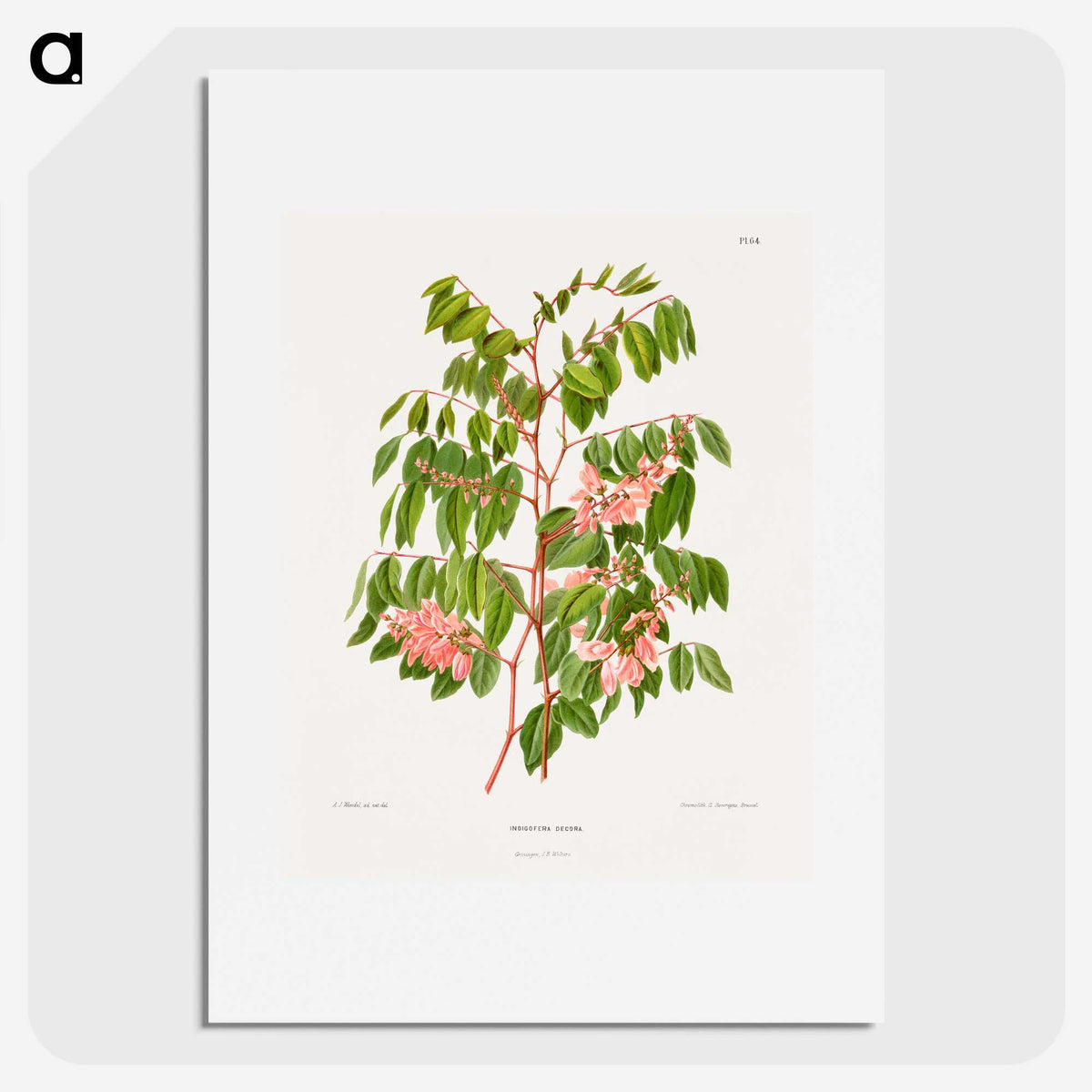 1-59_Nederlandsche-Flora-en-Pomona_picture