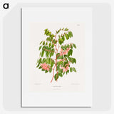 1-59_Nederlandsche-Flora-en-Pomona_picture