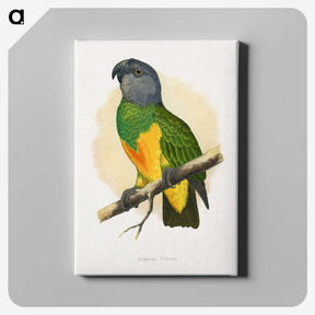 1-59_Parrots-in-Captivity_canvas