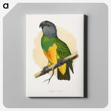 1-59_Parrots-in-Captivity_canvas