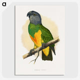 1-59_Parrots-in-Captivity_picture-crop