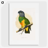 1-59_Parrots-in-Captivity_picture